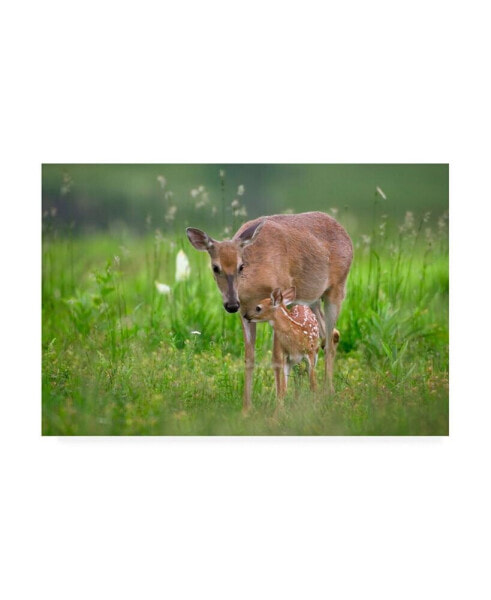 Nick Kalathas Tender Moment Deer Canvas Art - 20" x 25"