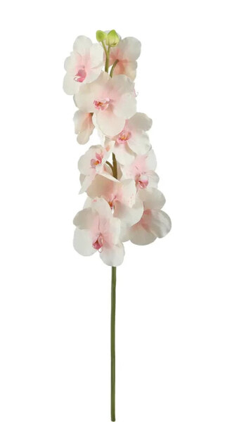 Bandailan-Orchidee