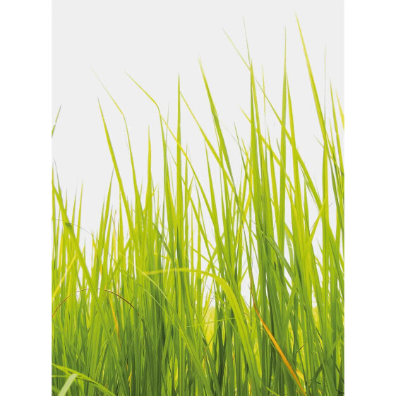 Fototapete High Grass