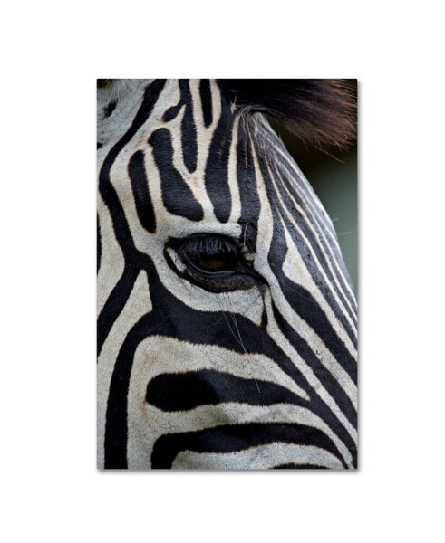 Robert Harding Picture Library 'Zebras' Canvas Art - 19" x 12" x 2"