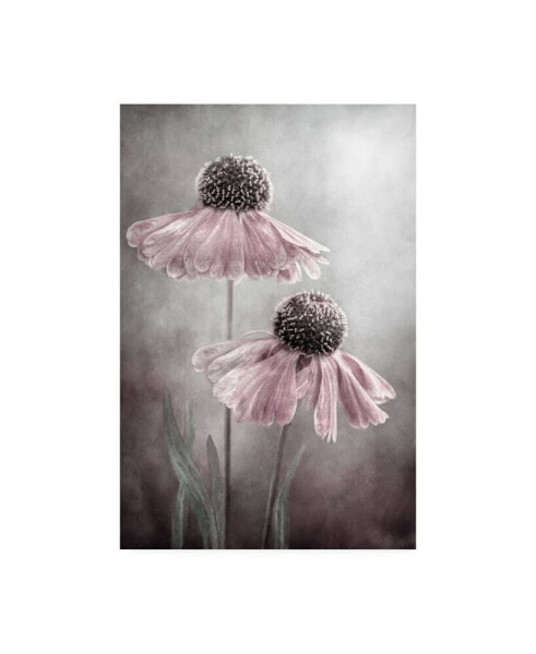 Mandy Disher Duet Sneezeweed Canvas Art - 20" x 25"