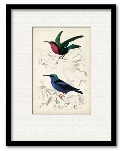 D'Orbigny Birds II 16" x 20" Framed and Matted Art