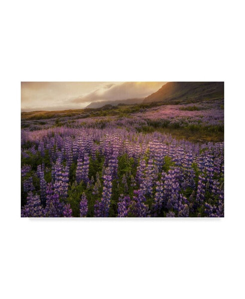 Danny Head Field of Lupines Canvas Art - 15" x 20"