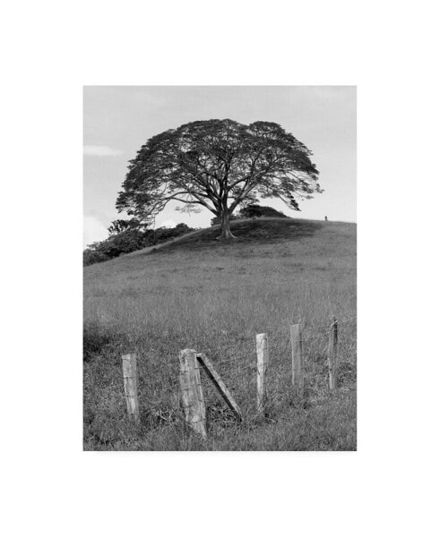 Monte Nagler Lone Tree and Fence Costa Canvas Art - 20" x 25"