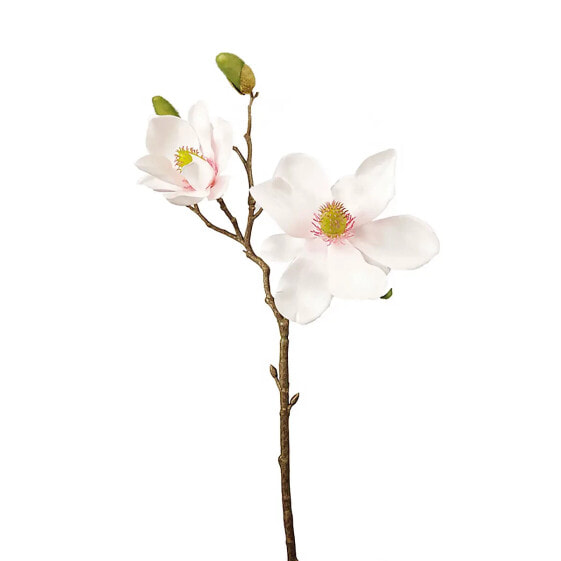 Stängel von Magnolia