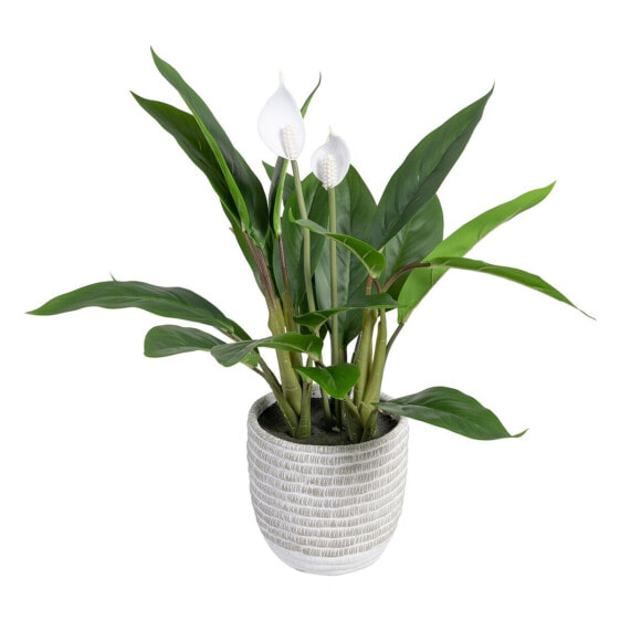 Декоративное растение 40 x 41 x 48 cm Зеленый PVC