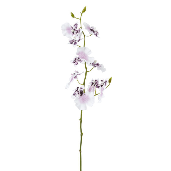 Orchidee Oncidium