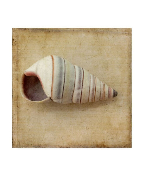 Judy Stalus Sepia Shell IV Canvas Art - 27" x 33"