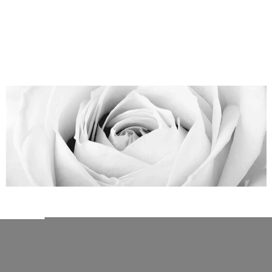 Bild Close Up Rose