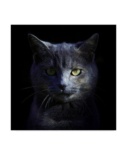 Alain Gillet Blue Cat Canvas Art - 15" x 20"