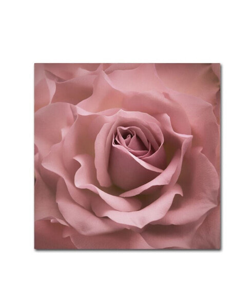 Cora Niele 'Misty Rose Pink Rose' Canvas Art - 24" x 24" x 2"