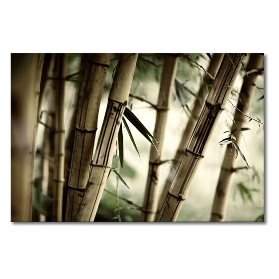 Картина WandbilderXXL Лес бамбука