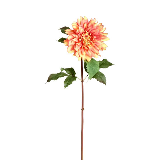 Dahlia Monica