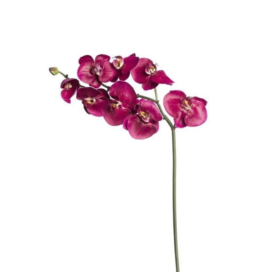 Orchidee Phalaenopsis Budy