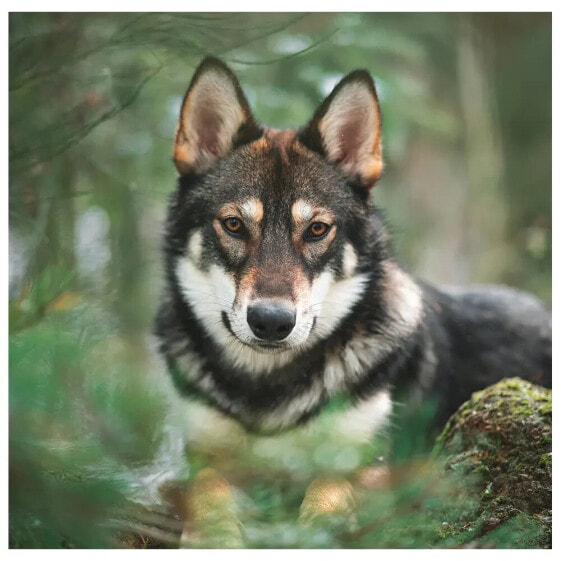 Leinwandbild Hockender Wolf