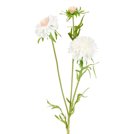 Blühende Scabiosa