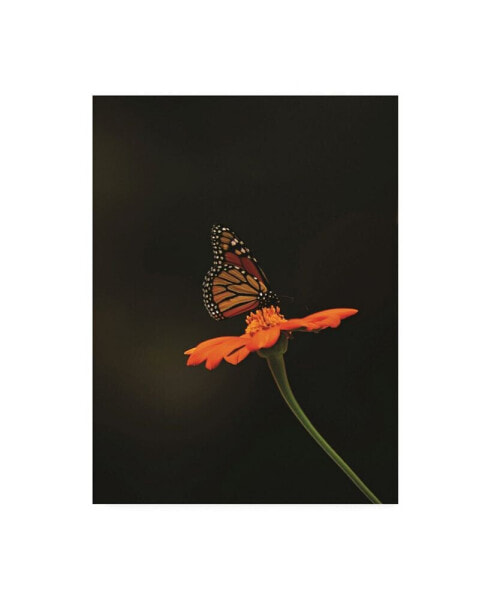 Kurt Shaffer Photographs Monarch on Orange Canvas Art - 15.5" x 21"