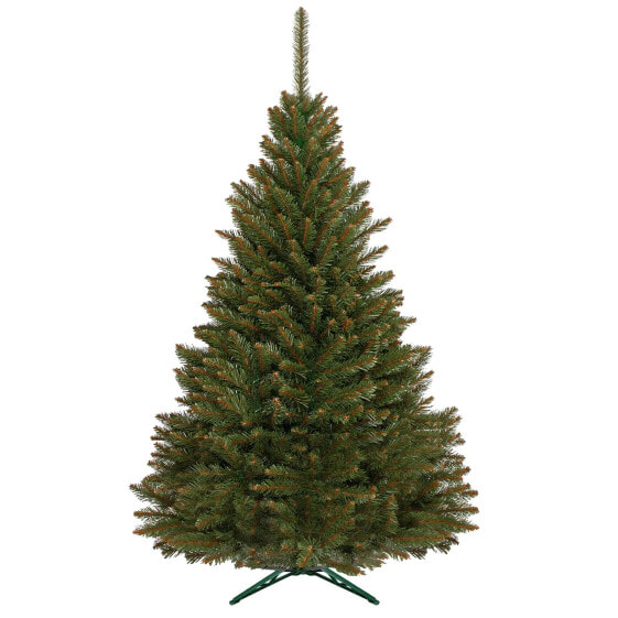 Weihnachtsbaum Kaukasus-Fichte