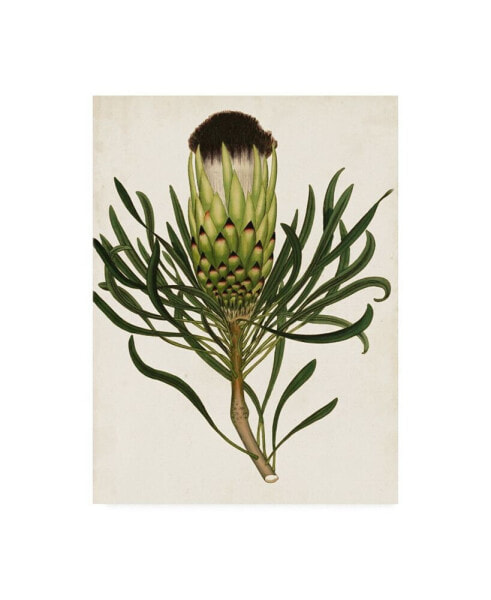 Unknown Antique Protea II Canvas Art - 15" x 20"