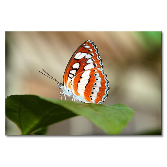 Leinwandbild Moringa´s Orange Butterfly