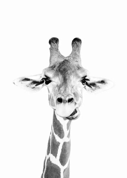 Poster Baby giraffe