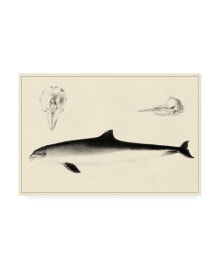 Trademark Global unknown Antique Dolphin Study II Canvas Art - 36.5
