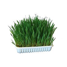 KERBL Grass for rodents 100gr