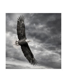 Trademark Global pH Burchett Eagle in Flight Canvas Art - 15