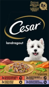  Cesar