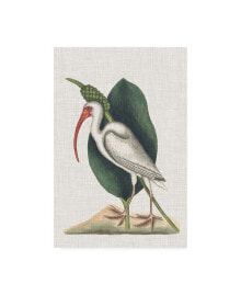 Trademark Global mark Catesby Catesby Heron VI Canvas Art - 15.5