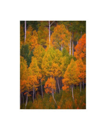Trademark Global darren White Photography Autumn Trees Photograph Canvas Art - 27