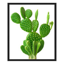 Bild Cactus