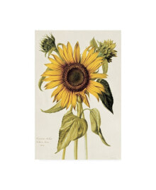Trademark Global nicolas Robert Helianthus Annuus Sunflower Canvas Art - 19.5