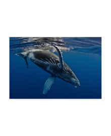 Trademark Global cedric Peneau Humpback Whale Calf Reunion Island Canvas Art - 20
