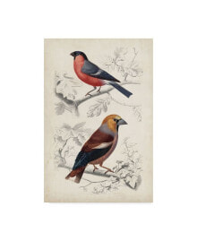 Trademark Global m. Charles D'Orbigny D'Orbigny Birds IV Canvas Art - 20