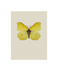 Trademark Global incado Gonepteryx rhamni Canvas Art - 36.5