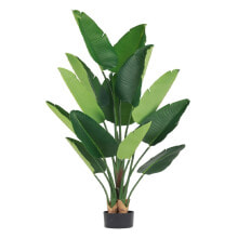 Декоративное растение 80 x 75 x 180 cm Зеленый Стрелиция королевская