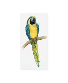 Trademark Global grace Popp Teal Macaw II Canvas Art - 37