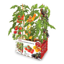 Cultivation Set Batlle Fresh Tomatoes 30 x 19,5 x 16,2 cm