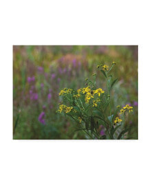 Trademark Global kurt Shaffer Photographs August Wildflowers in the Marsh Canvas Art - 36.5