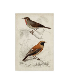 Trademark Global m. Charles D'Orbigny D'Orbigny Birds VI Canvas Art - 37