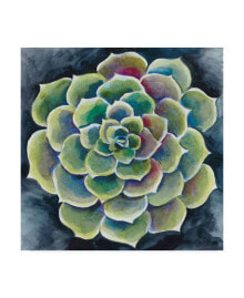 Trademark Global chariklia Zarris Succulent Rosette II Canvas Art - 27
