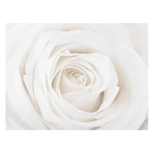 Bild Pretty White Rose II