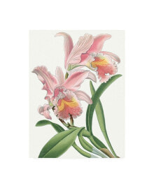 Trademark Global vision Studio Floral Beauty IX Canvas Art - 27