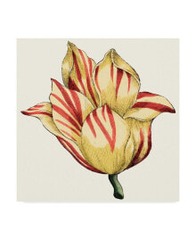 Trademark Global vision Studio Tulip Garden III Canvas Art - 20