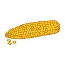 yellow corn cob Penis