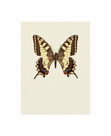 Trademark Global incado Papilio machaon Canvas Art - 15.5