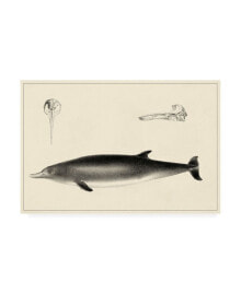 Trademark Global unknown Antique Dolphin Study I Canvas Art - 19.5