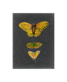 Trademark Global naomi Mccavitt Butterflies on Slate I Canvas Art - 20