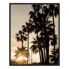 Bild Palms Sunset